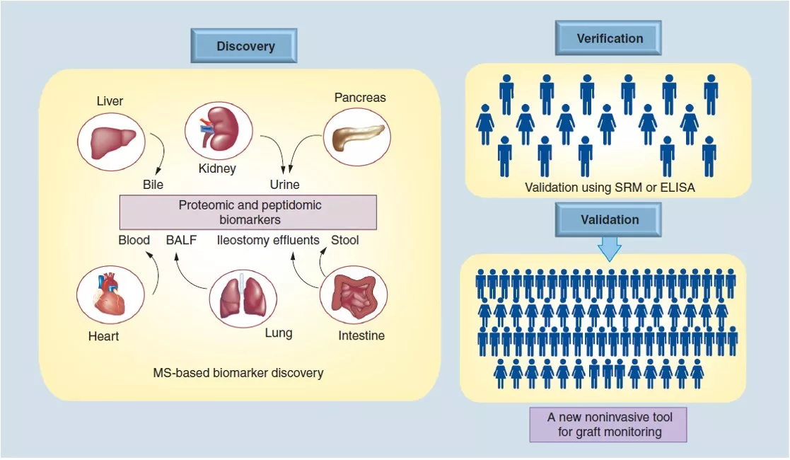Proteome-and-Peptidome-Analysis-of-Serum-and-Urine-of-Organ-Transplant-Patients